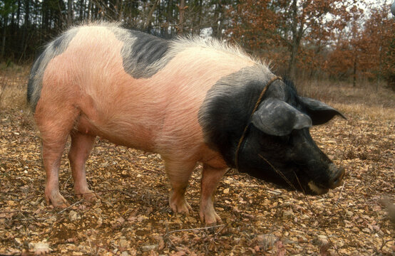 cochon Cul noir de Saint Yriex,