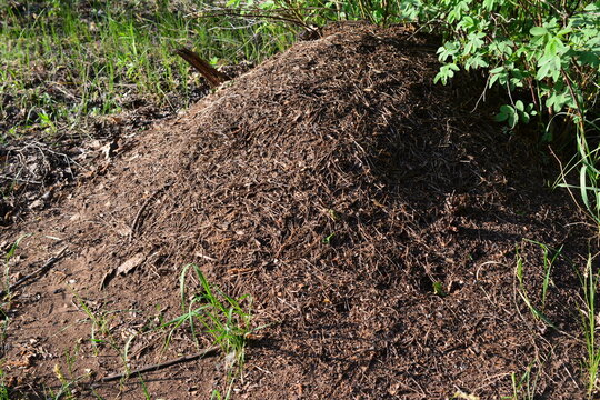 Large Ant Mound on Forest Floor close up