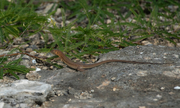 Bonaire Whiptail Lizard