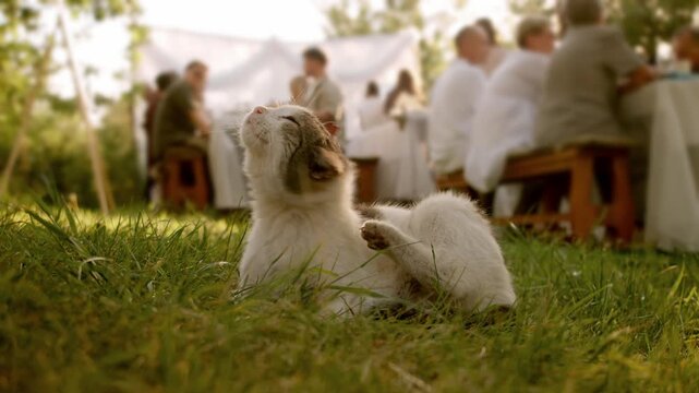 Stray cat in foreground of countryside celebration scene, lying on green grass while people enjoy festive dining event in background under trees with warm sunlight and catering setup