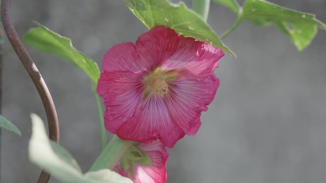 Hollyhock flower in a garden