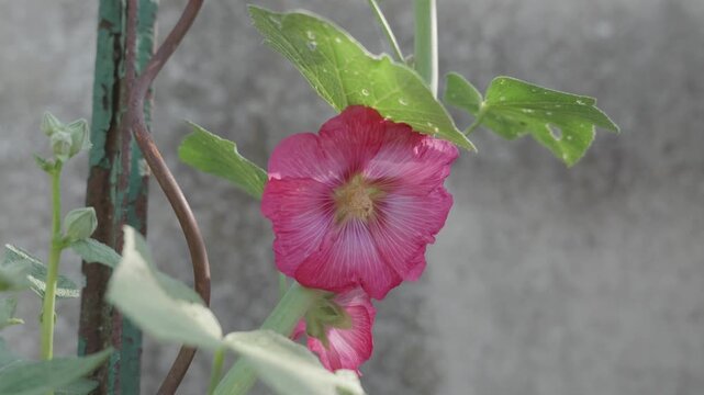 Hollyhock flower in a garden