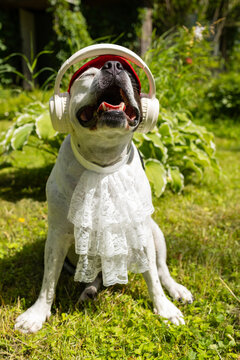 Funny pit bull dog wearing sunglasses, headphones, and a white lace jabot sitting on the grass.