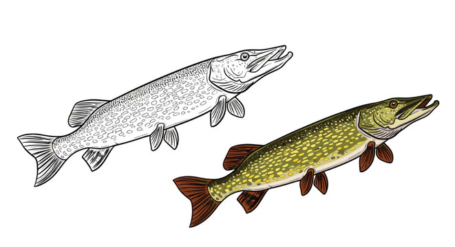 Scientific illustrations of a northern pike fish showing both a detailed black and white etching and a realistic full-color painted version.