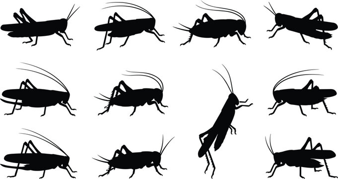 Grasshopper and cricket insect silhouettes set isolated on white background, vector locust bugs collection for commercial graphic design projects