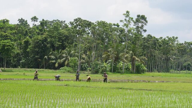 Indian farmers transplanting rice seedlings in flooded field