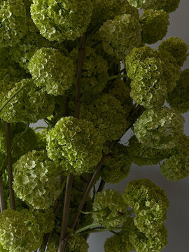 Delicate bouquet of green flowers