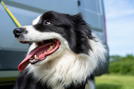 A smiling Border Collie dog, sitting next to a camper van