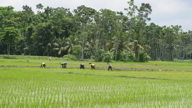 Farmers transplanting rice seedlings