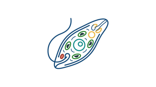 Euglena Single-Celled Organism Vector Illustration