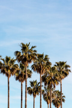 Tall Palm Trees Against Blue Sky