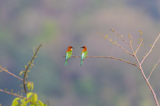 Chestnut-headed bee-eater (Merops leschenaulti) at Manas National Park, Assam