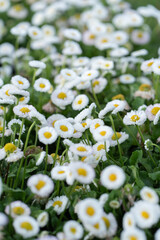 White daisy flowers bloom on green grass lawn in summer garden. Bellis perennis blossoms represent beautiful natural background, spring gardening, organic flora backdrop, and flora decoration. © dimetradim
