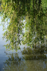 Weeping willow branch hangs over calm pond water surface in summer park. Lush green foliage reflection in natural lake backdrop represents environmental conservation and peaceful meditation. © dimetradim