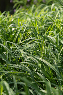 Green grass lawn with clear morning dew drops close up. Wet sedge blades grow in summer botanical park representing organic environment conservation, fresh natural backdrop, and ecology.