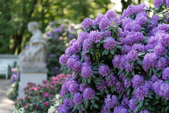 Purple rhododendron bush blooms in public park garden. Vibrant azalea flower blossoms represent professional landscape design, seasonal springtime horticulture, and botanical backdrop.