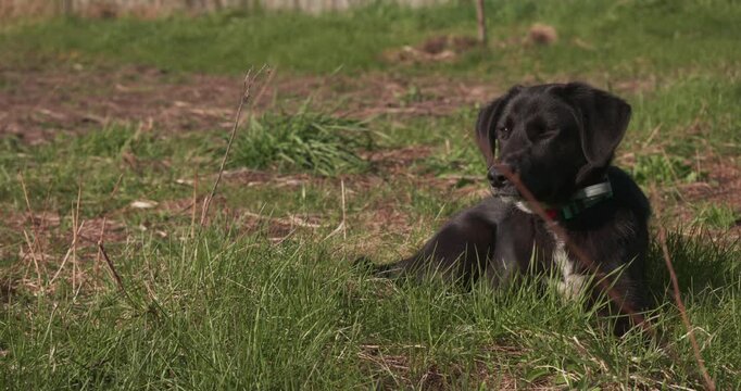 Cute black mixed-breed puppy with a white chest patch lying down in the green grass, calmly looking around and enjoying a sunny day outdoors in a field while wearing a colorful collar.