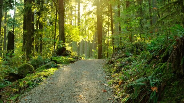 Serene forest trail winding through lush greenery bathed in warm sunlight and surrounded by towering trees