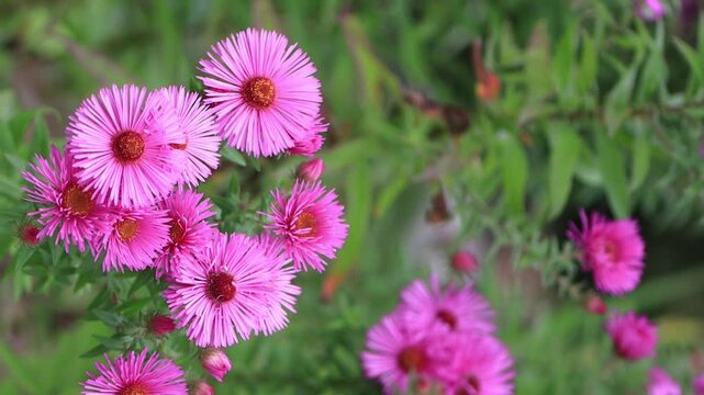 many violet-orange aster blossoms swaying in the wind, orange-pink flower bed, purple blossoms of an autumn aster, a bed of pink flowers, autumn flowers, Symphyotrichum, green background
