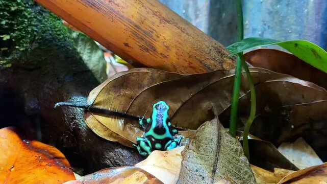 Green and black poison dart frog on dry leaves in terrarium