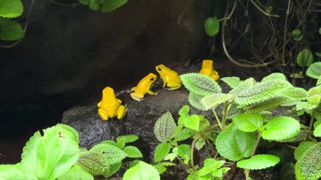 Group of golden poison frogs on wet rock among green plants in terrarium