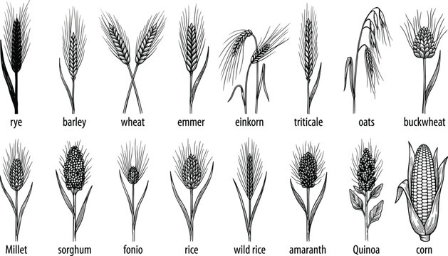 Cereal grains pseudo cereals hand drawn sketch collection featuring emmer einkorn triticale sorghum fonio amaranth quinoa corn vector illustration