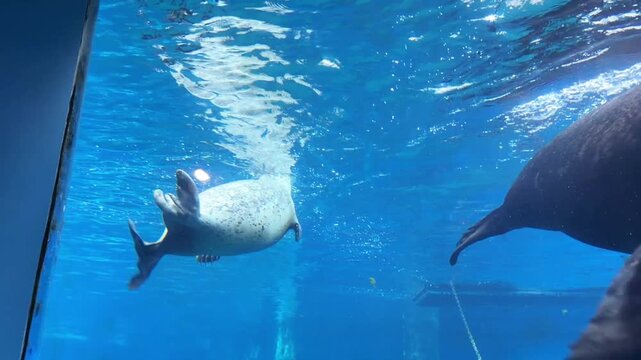 Harbor seal swimming underwater in blue aquarium tank