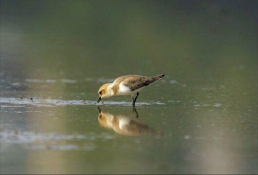 Amazing close-up view of Indian kentish or puna plover bird stand on the water river and searching some eating food. Isolated on blurry brown clay wetland and reflection view in background.