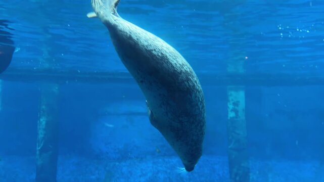 Harbor seal swimming underwater in blue aquarium tank