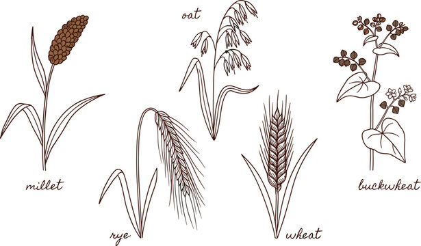 Cereal plant ear hand drawn sketch set for agriculture design featuring millet rye oat wheat buckwheat elements vector illustration
