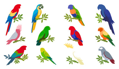 Colorful Tropical Parrot Bird Collection Featuring Macaws Perching Flying and Exotic Wildlife Illustrations © Boloram