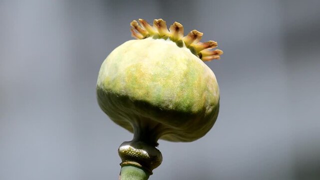 opium puppy with unripe capsule with blurred empty background