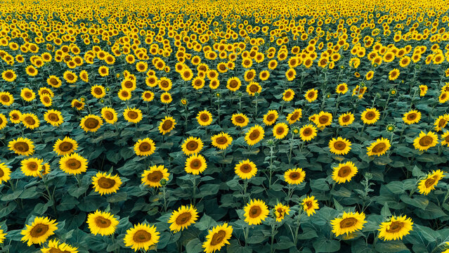 Aerial view of a vast field of vibrant yellow sunflowers in full bloom, with lush green leaves and stems covering the landscape in Sremska Mitrovica, Vojvodina, Serbia.