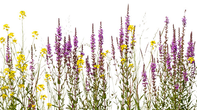 Wildflower meadow border with purple loosestrife and yellow flowers isolated on transparent background