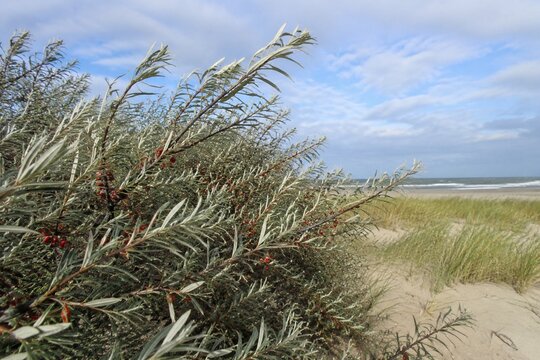 Oleaster shrubs with silvery leaves and red berries at sand dunes edge.