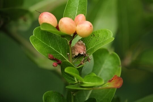 Close up of fresh unripe karonda or koromcha berries growing on a branch