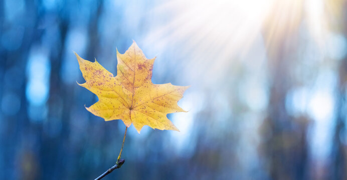 Yellow maple leaf against sun rays in autumn forest close up