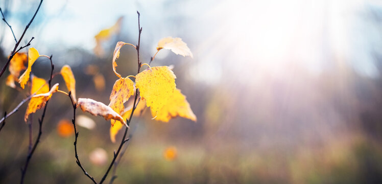 Yellow birch leaves on branches in bright sunshine glow in autumn close up