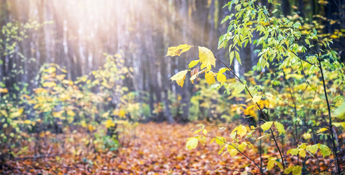 Autumn forest with sunlight branches yellow leaves and fallen foliage on ground