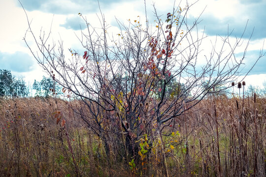 Bare autumn tree with remaining leaves among dry grass against cloudy sky