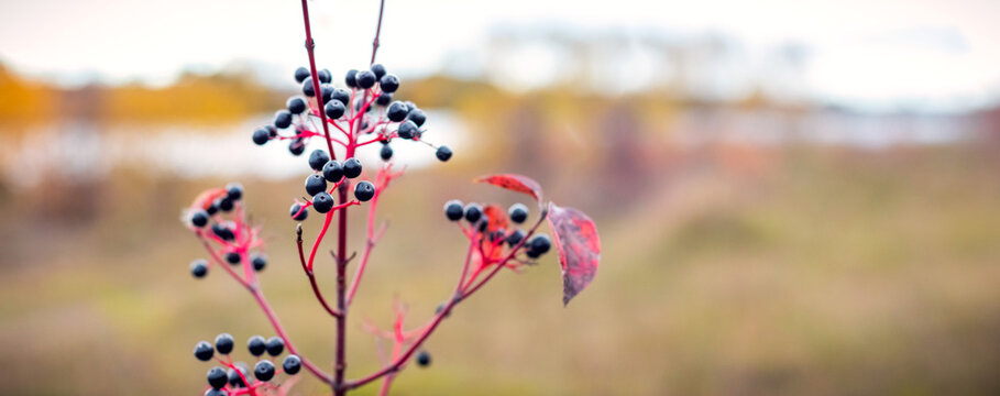 Black autumn berries on bright red branches against a blurred natural background