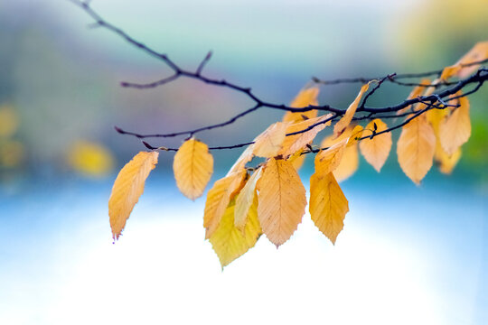 Yellow autumn leaves on branch against blurred water background close up
