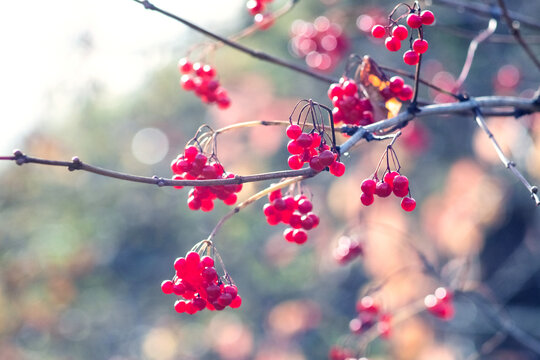 Red viburnum berries on branches on blurred autumn background close up