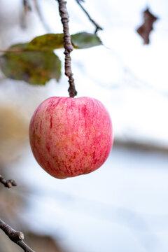 Ripe pink apple on branch on blurred light background close up