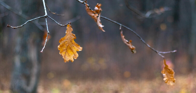 Dry oak leaves on branches on blurred autumn forest background close up