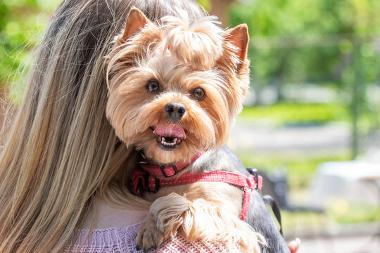 Yorkshire terrier dog in owner arms against green park background close up