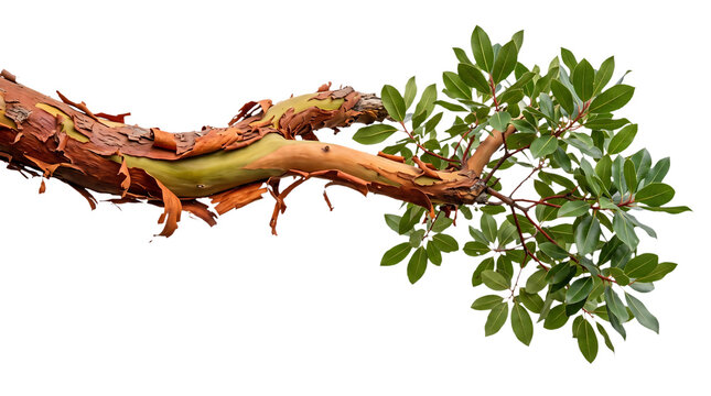 Arbutus madrone tree branch with unique peeling reddish bark and fresh green leaves isolated on transparent background