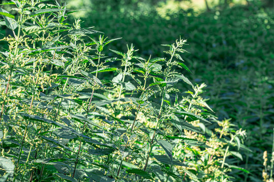Natural background of green nettle leaves