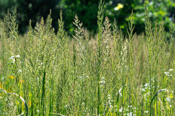 Fototapeta premium Natural summer background of wild meadow grass.