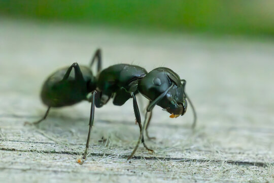 Macro shot of a carpenter ant (Camponotus) on a textured wooden surface.